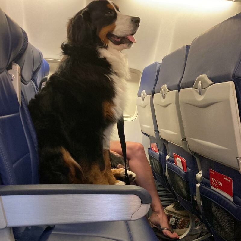 Best Dog Friendly Airlines