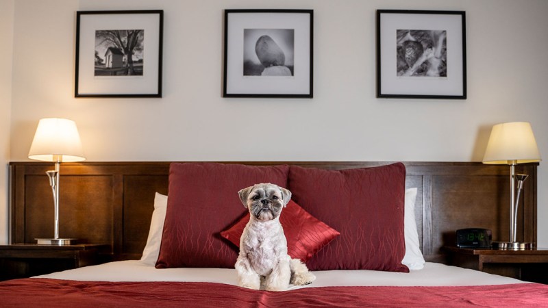 Best Dog Friendly Hotel Chains