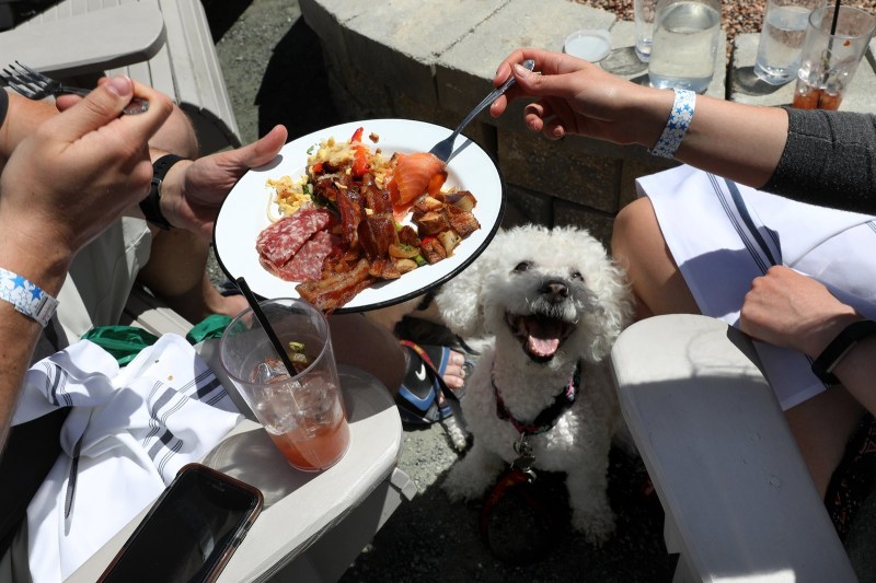 Best Dog Friendly Patios Near Me