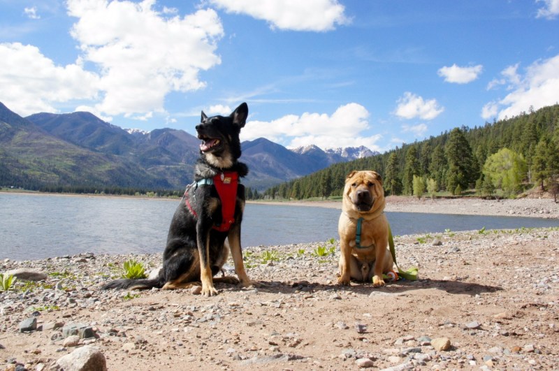 Dog Friendly Day Trips