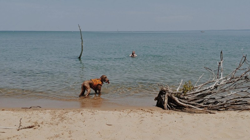 Dog Friendly Vacation Spots In Michigan