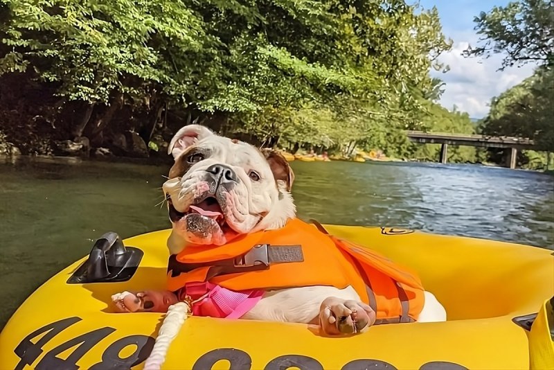 Dog Friendly Vacations In Tennessee